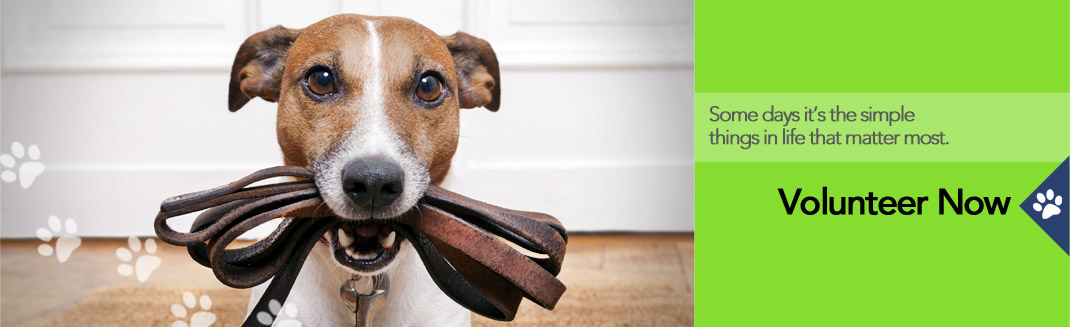 Volunteer at Quinte Humane Society, Belleville, Ontario