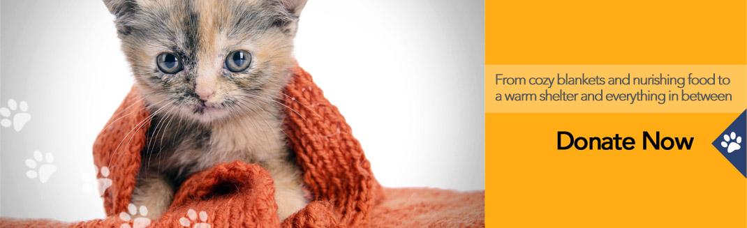 Make a Donation at Quinte Humane Society, Belleville, Ontario